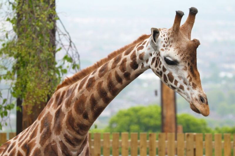edinburgh-zoo-entrance-ticket
