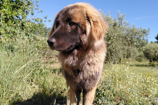 educational-visit-of-a-certified-organic-micro-farm-in-trancoso-2