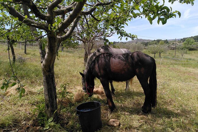 educational-visit-of-a-certified-organic-micro-farm-in-trancoso