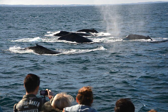 Educational Whale Watching Tour from Perth - Overview of the Experience