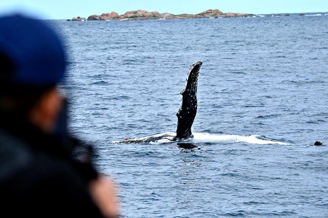 Educational Whale Watching Tour from Perth - Who Should Book This Tour?