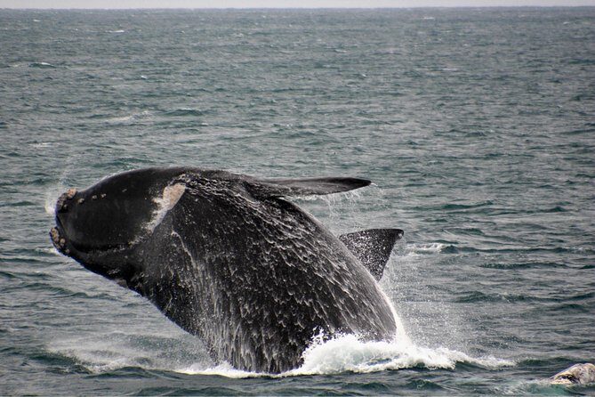 Educational Whale Watching Tour from Perth - The Sum Up: Is It Worth It?