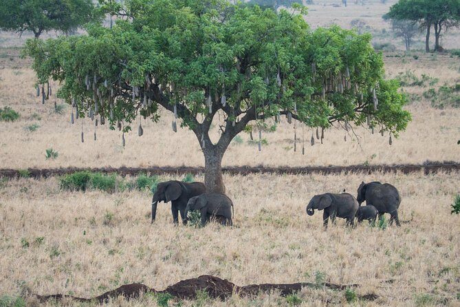 Eight days cultural and wildlife tour in Uganda - Exploring the Itinerary: What You Can Expect