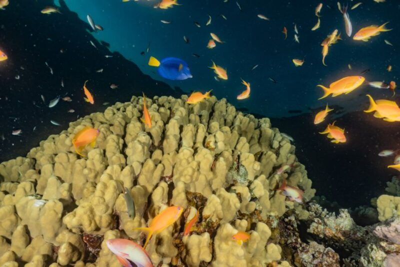 Eilat: 2-Hour Glass-Bottom Boat Tour - Who Should Consider This Tour?