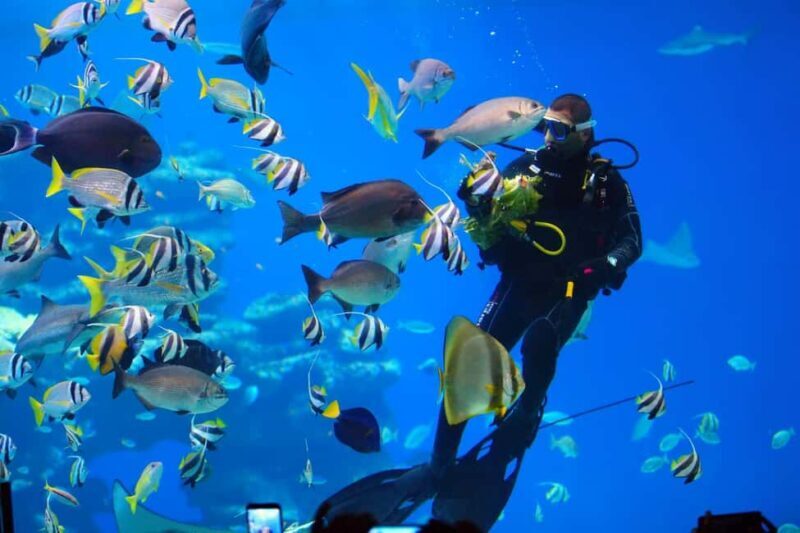 Eilat: Intro to Diving with Certified Instructor - What makes this experience stand out