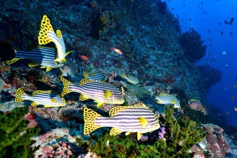 Eilat: Intro to Diving with Certified Instructor - Why the Red Sea Reefs Make a Perfect Diving Location