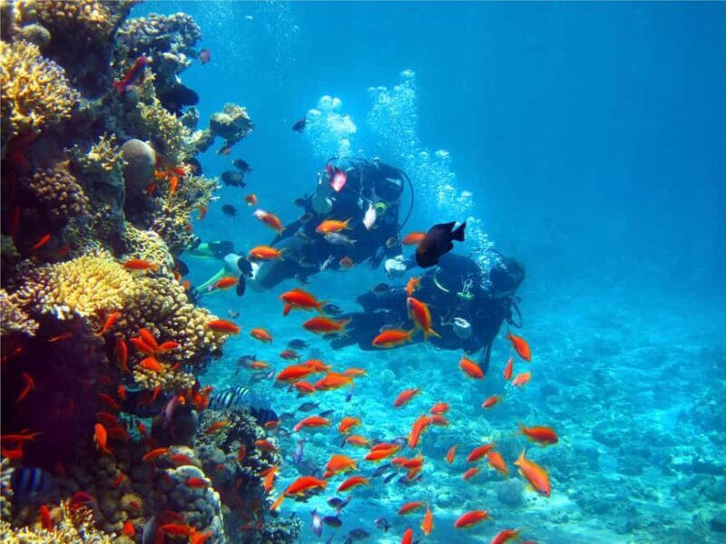 Eilat: Intro to Diving with Certified Instructor - Authentic Insights from Reviewers