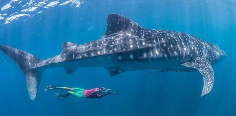 El Cabo: Incredible Private Tour to Espiritu Santo - The Value of the Experience