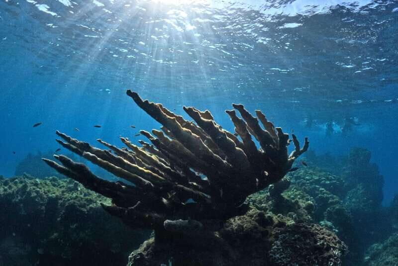 El Cielo Cozumel private snorkel tour - Authentic Insights from Reviews