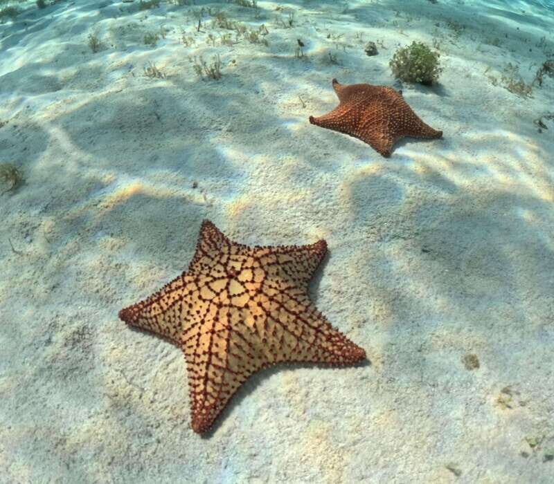 El Cielo Cozumel private snorkel tour - Final Thoughts: Who Is This Tour Perfect For?