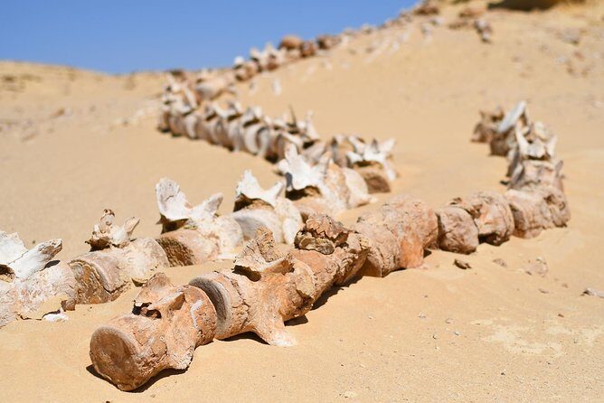 El Fayoum, Wadi El-Hitan & Wadi El-Rayan Day Trip from Cairo - FAQ