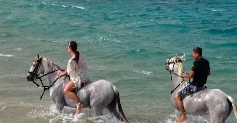 El Gouna: Desert & Sea Horse Riding With Swimming Optional - Who Should Consider This Tour?  