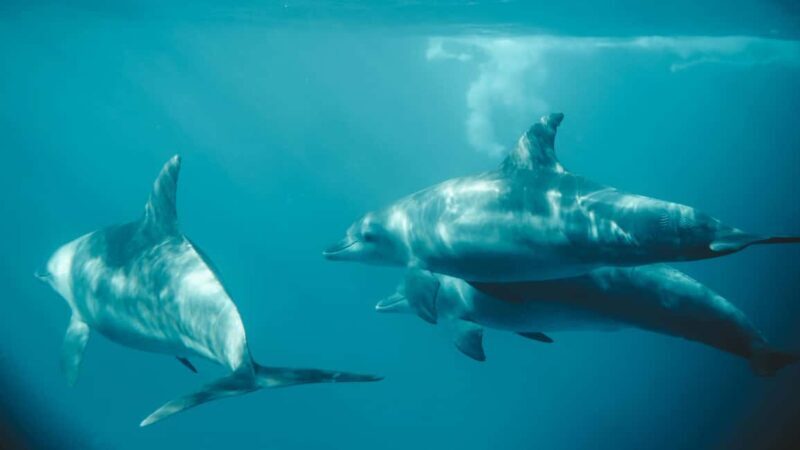 El Gouna Lagoon, Diving with Dolphin, Snorkeling & Lunch - Final Thoughts