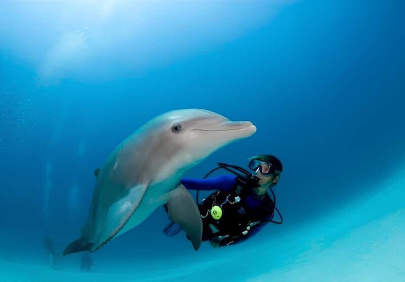 El Gouna Lagoon, Diving with Dolphin, Snorkeling & Lunch - FAQ: Your Practical Questions Answered