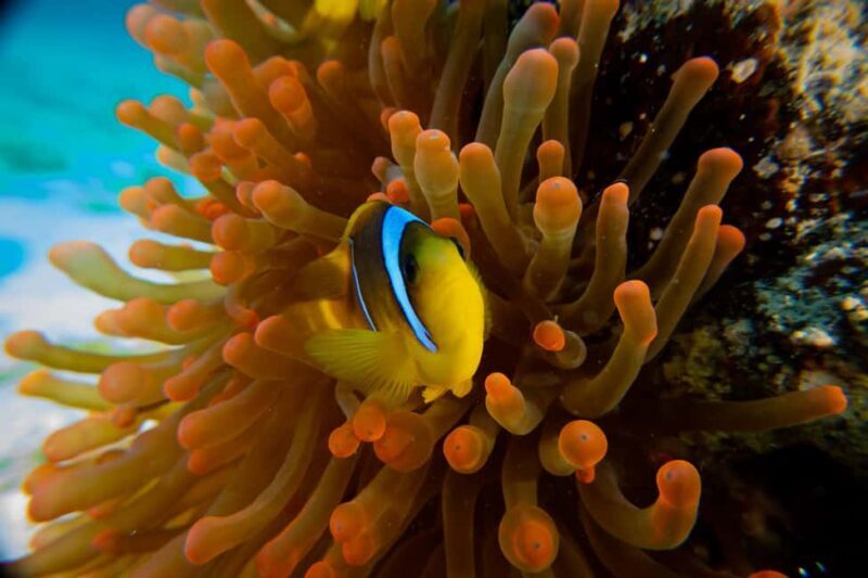 El Gouna: Red Sea Snorkeling Adventure with Transfers - Is It Worth the Price?