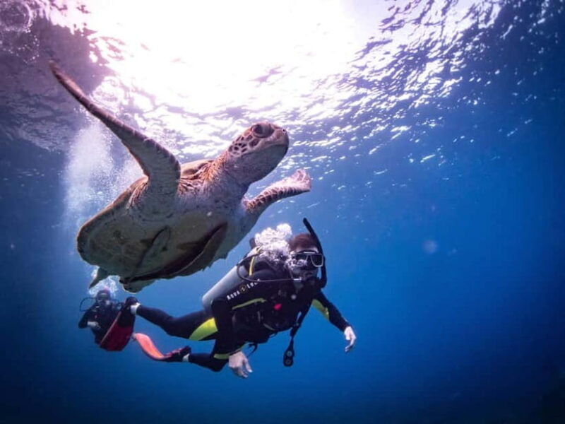 El Nido: Deep Blue Dive Seafari Experience - Who Is This Tour Best Suited For?