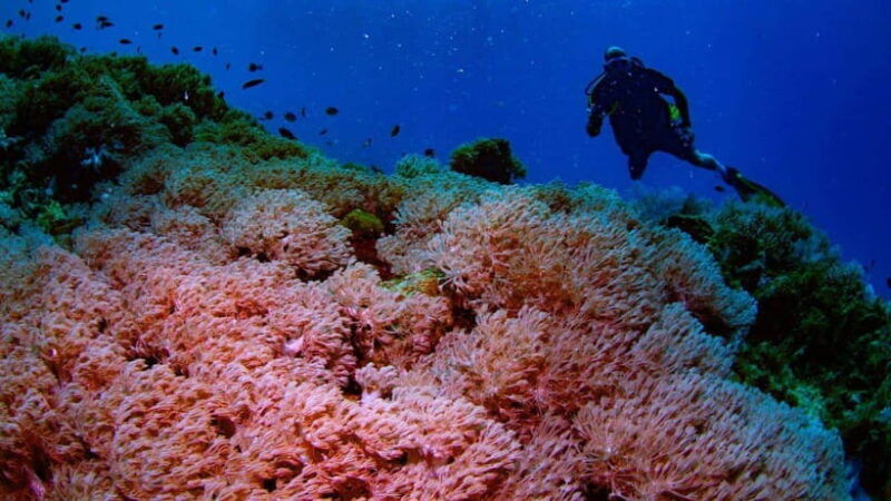 el-nido-discover-scuba-diving-with-manta-rays-in-sibaltan