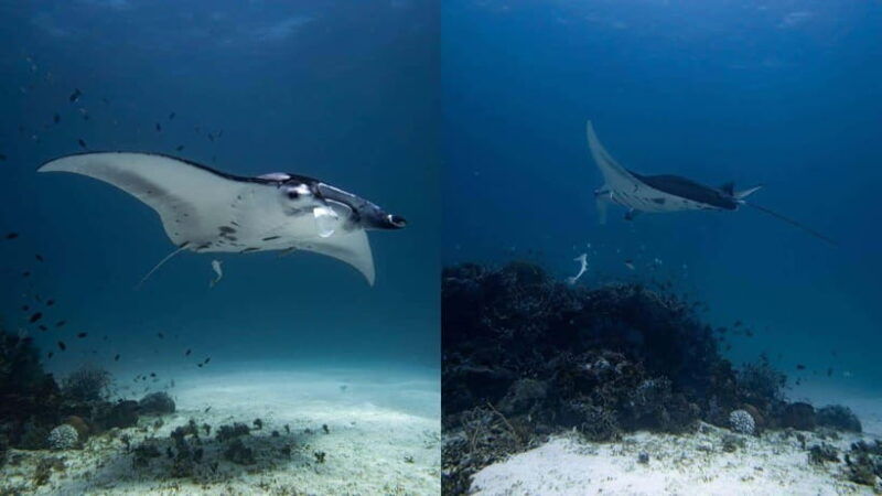 el-nido-discover-scuba-diving-with-manta-rays-in-sibaltan