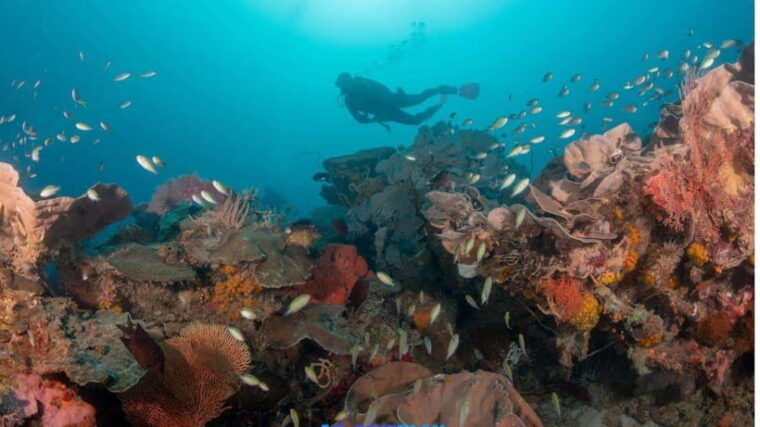 el-nido-discover-scuba-diving-with-manta-rays-in-sibaltan