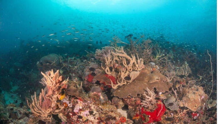 el-nido-discover-scuba-diving-with-manta-rays-in-sibaltan