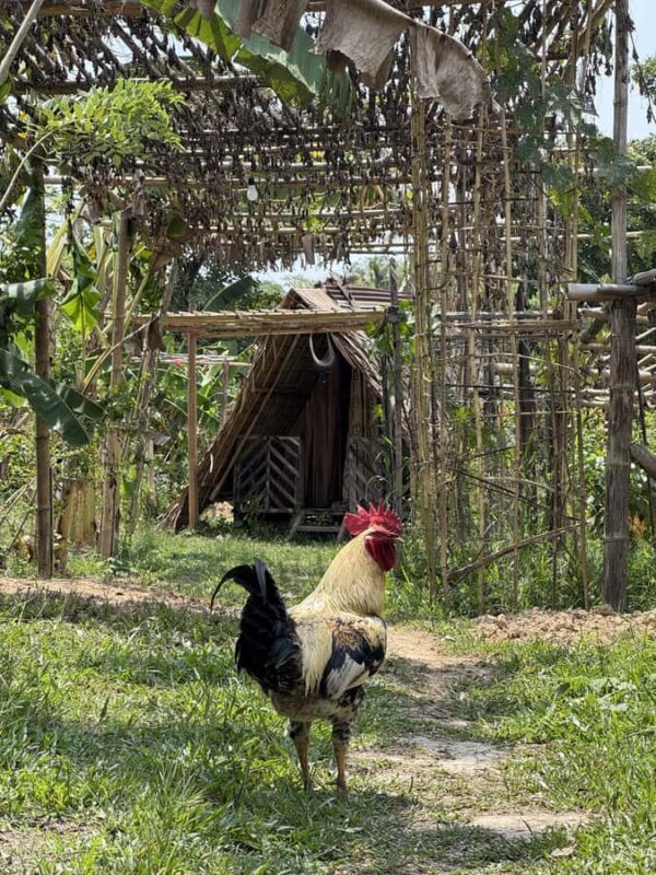 El Nido, Sibaltan: Local Organic Farm Tour & Product Tasting - Why This Tour Offers Real Value