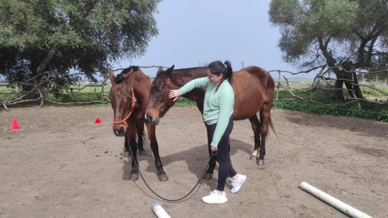 el-palmar-reconnect-thanks-to-coaching-with-horses