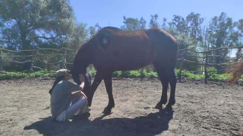 el-palmar-reconnect-thanks-to-coaching-with-horses