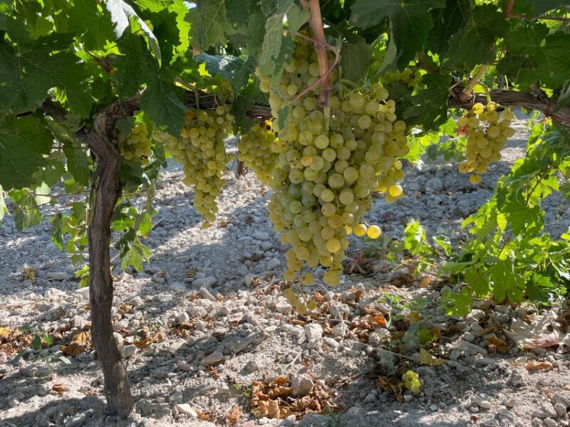el-puerto-de-santa-maria-winery-and-tasting