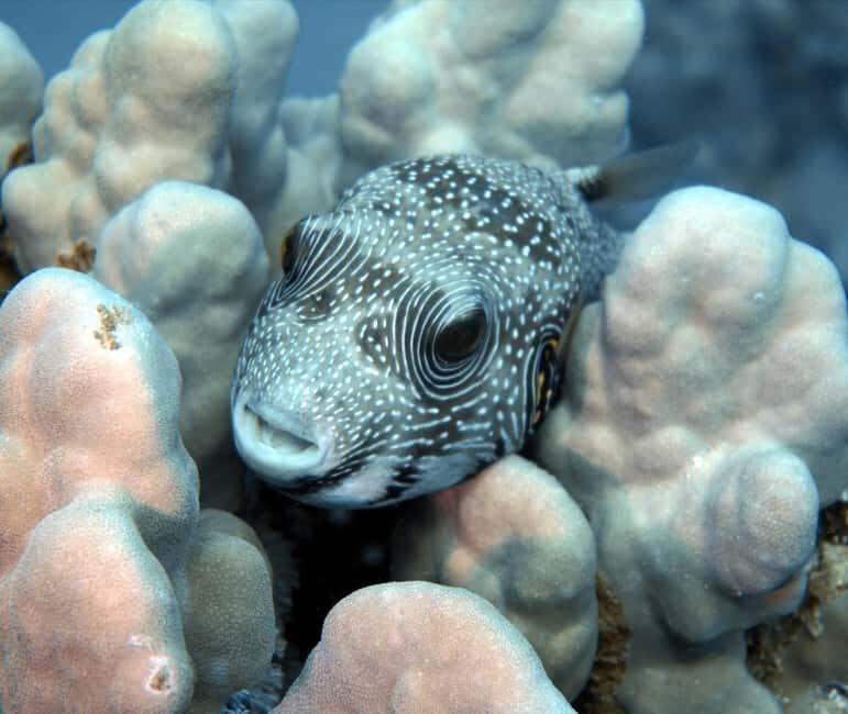 El Quseir: Red Sea Diving - Reefs, Caves & Marine Wildlife - Key Points