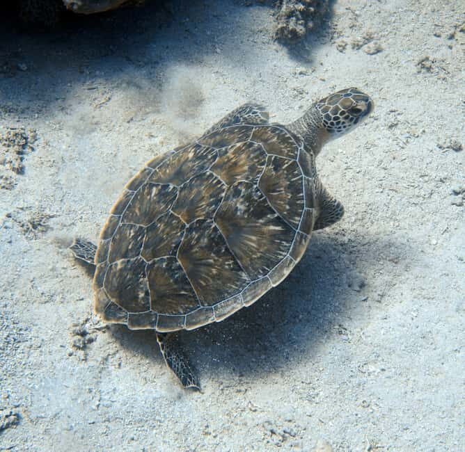 El Quseir: Red Sea Diving - Reefs, Caves & Marine Wildlife - FAQ