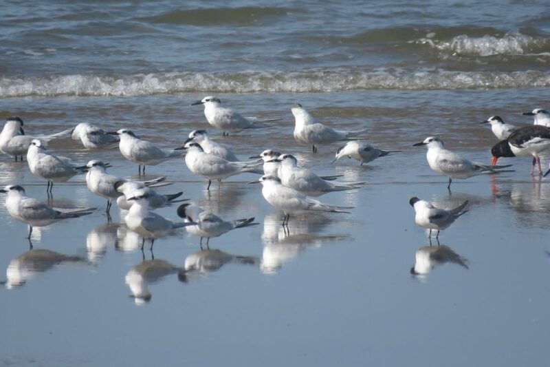 el-rocio-donana-national-park-4x4-guided-tour