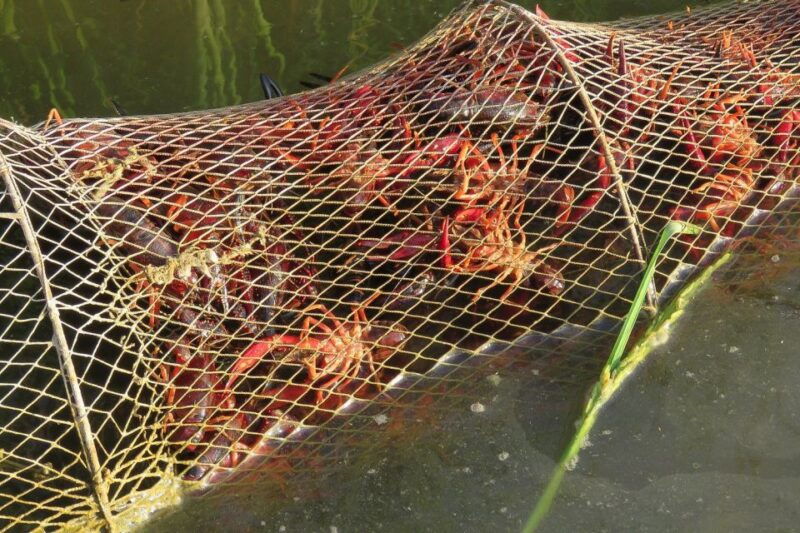 el-rocio-donana-national-park-4x4-guided-tour