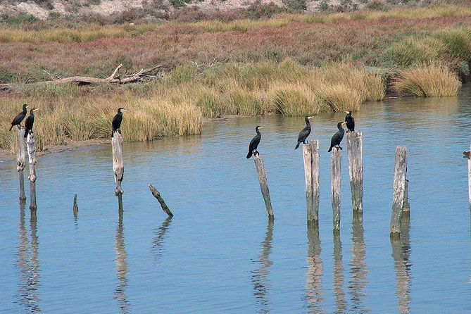 el-rocio-donana-natural-park-and-matalascanas-beach-day-trip-from-seville