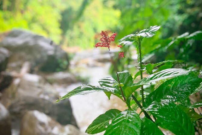 el-yunque-hike-waterslide-beach-cuisine-with-transport