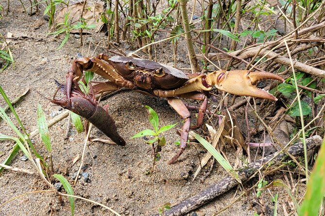 el-yunque-national-forest-the-road-191-corridor-half-day-tour