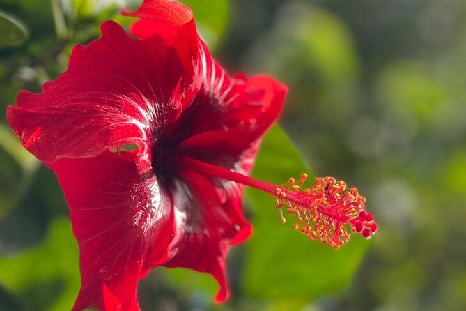 el-yunque-private-hiking-and-waterfall-tour-with-transport