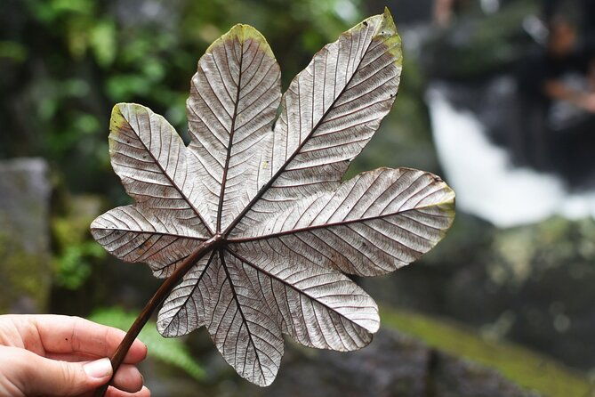 el-yunque-rainforest-and-zipline-canopy-combo-tour