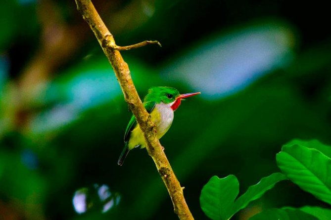 el-yunque-rainforest-and-zipline-canopy-combo-tour