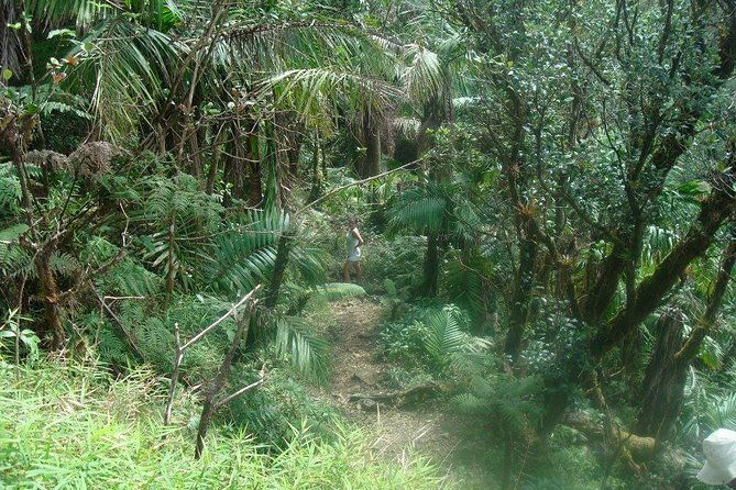 el-yunque-rainforest-full-day-private-tour