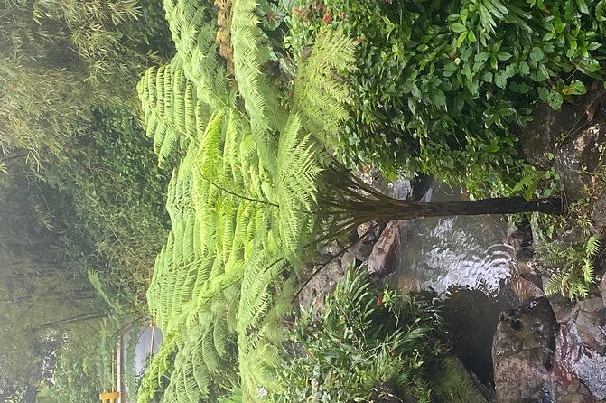 el-yunque-rainforest-guided-day-tour-from-san-juan