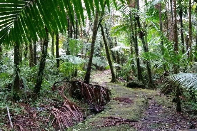 el-yunque-rainforest-hiking-tour-from-san-juan