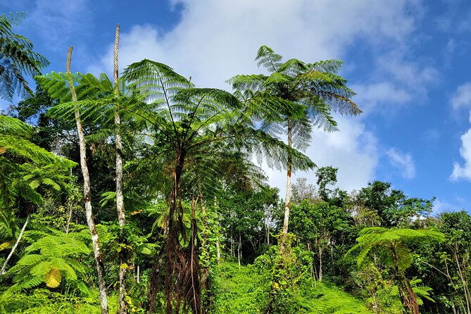 el-yunque-rainforest-luquillo-kiosk-day-trip