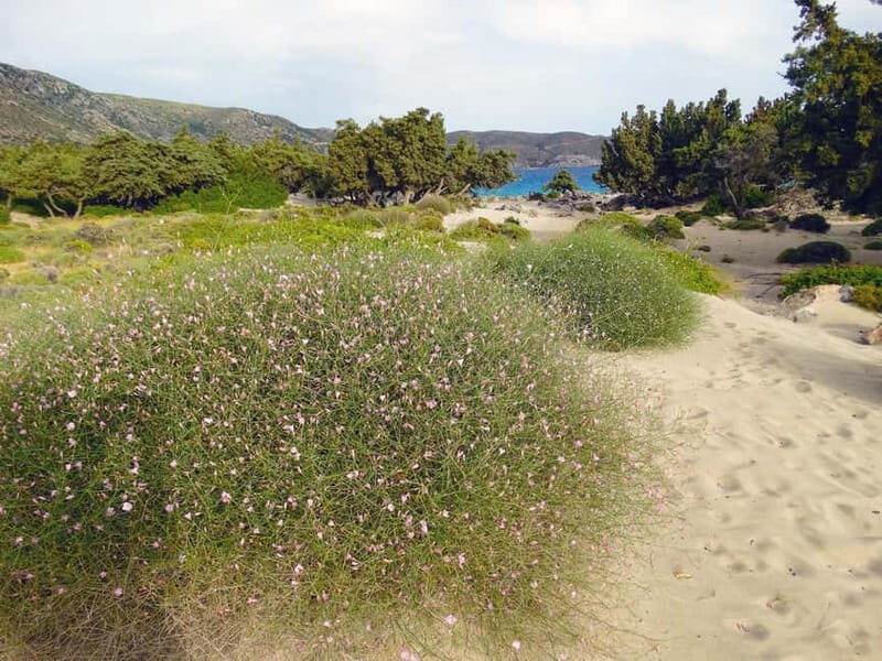 Elafonisi Bay - PINK COLOR SAND BEACH - An In-Depth Look at the Tour Experience