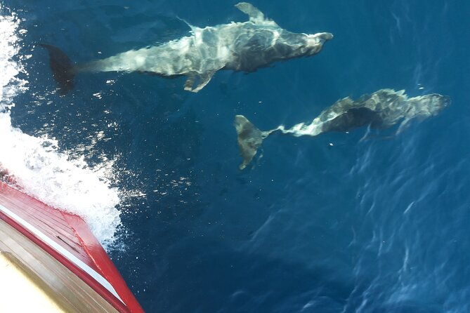 elaphite-islands-boat-cruise-in-dubrovnik