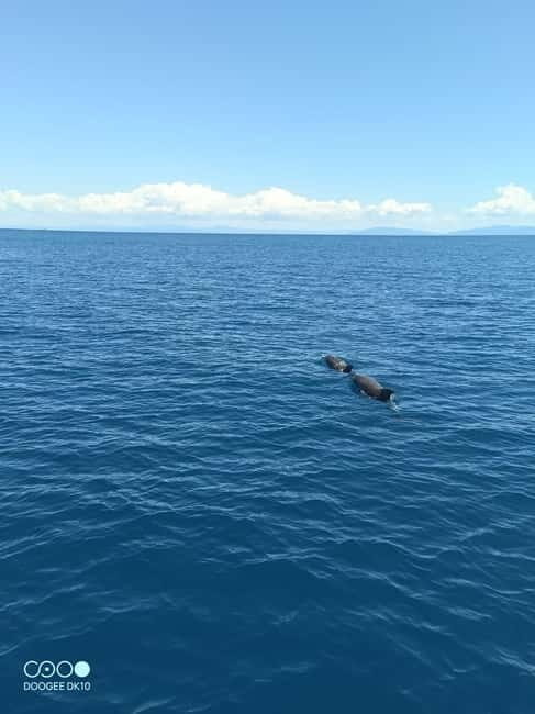 Elba Island boat trips - FAQ  