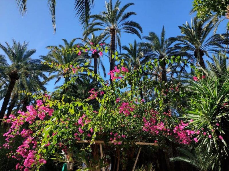 elche-walking-tour-through-the-historic-center-and-botanical-garden-huerto-de-cura