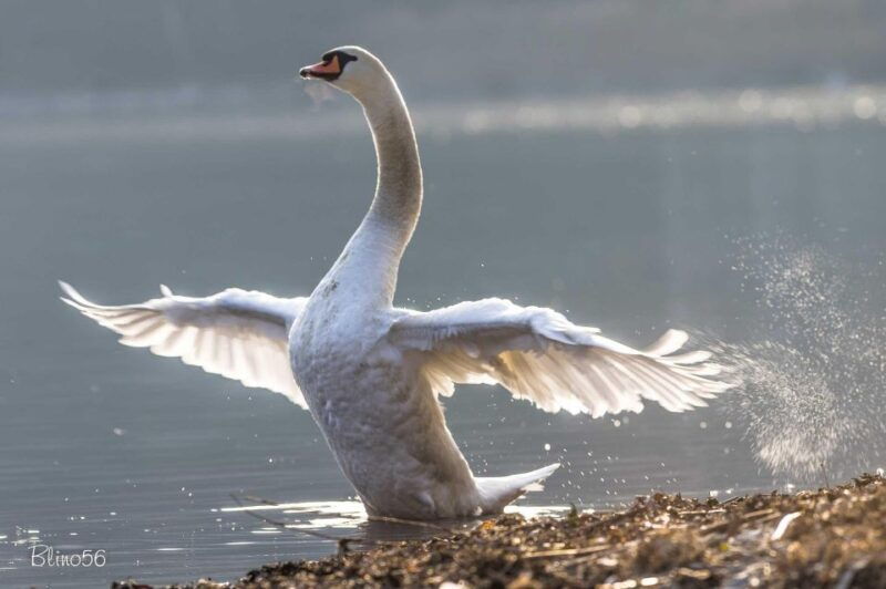electric-boat-rental-in-colico-como-lake-and-natural-reserve