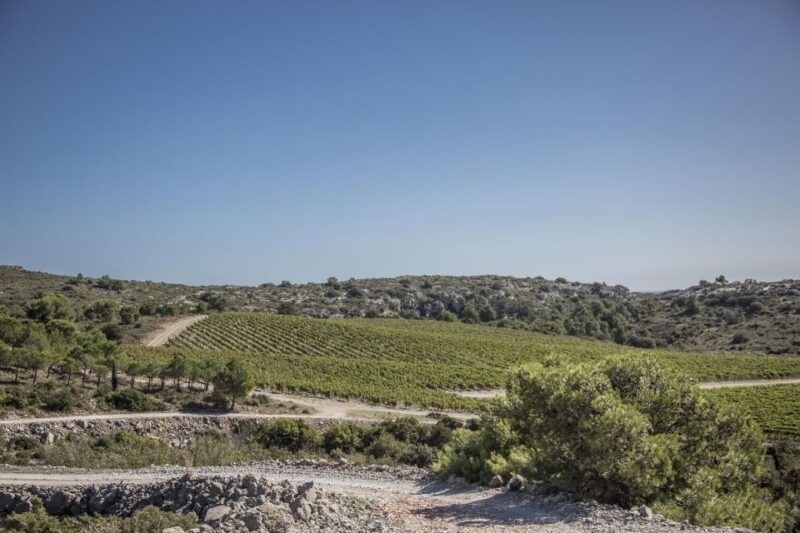 electric-scooter-tour-of-our-vineyard-and-wine-tasting