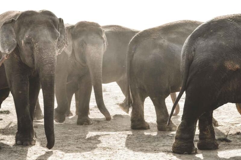 Elefantastic Elephant Sanctuary Tour - What Is the Elefantastic Elephant Sanctuary Tour Really Like?