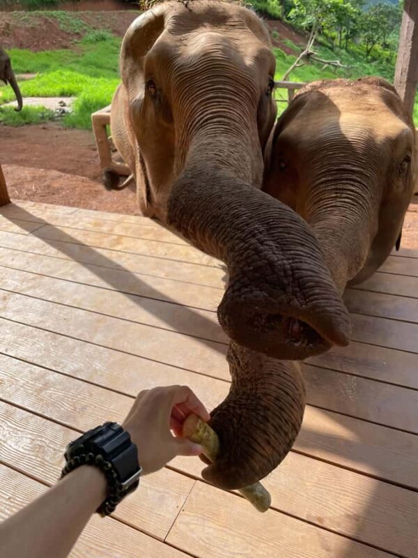 Elefin Farm & Cafe Half-day tour with Private Car - Key Points: